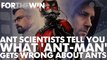 Ant scientists tell you everything 'Ant-Man' gets wrong about ants