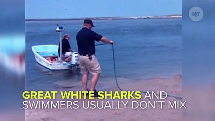 Beachgoers Rescue Baby Shark From Dying