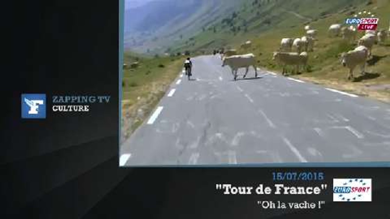 Zapping TV : un troupeau de vaches coupe la route du Tour de France