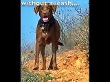 Lab Dog Training How To Collar Train Your Dog for Obedience