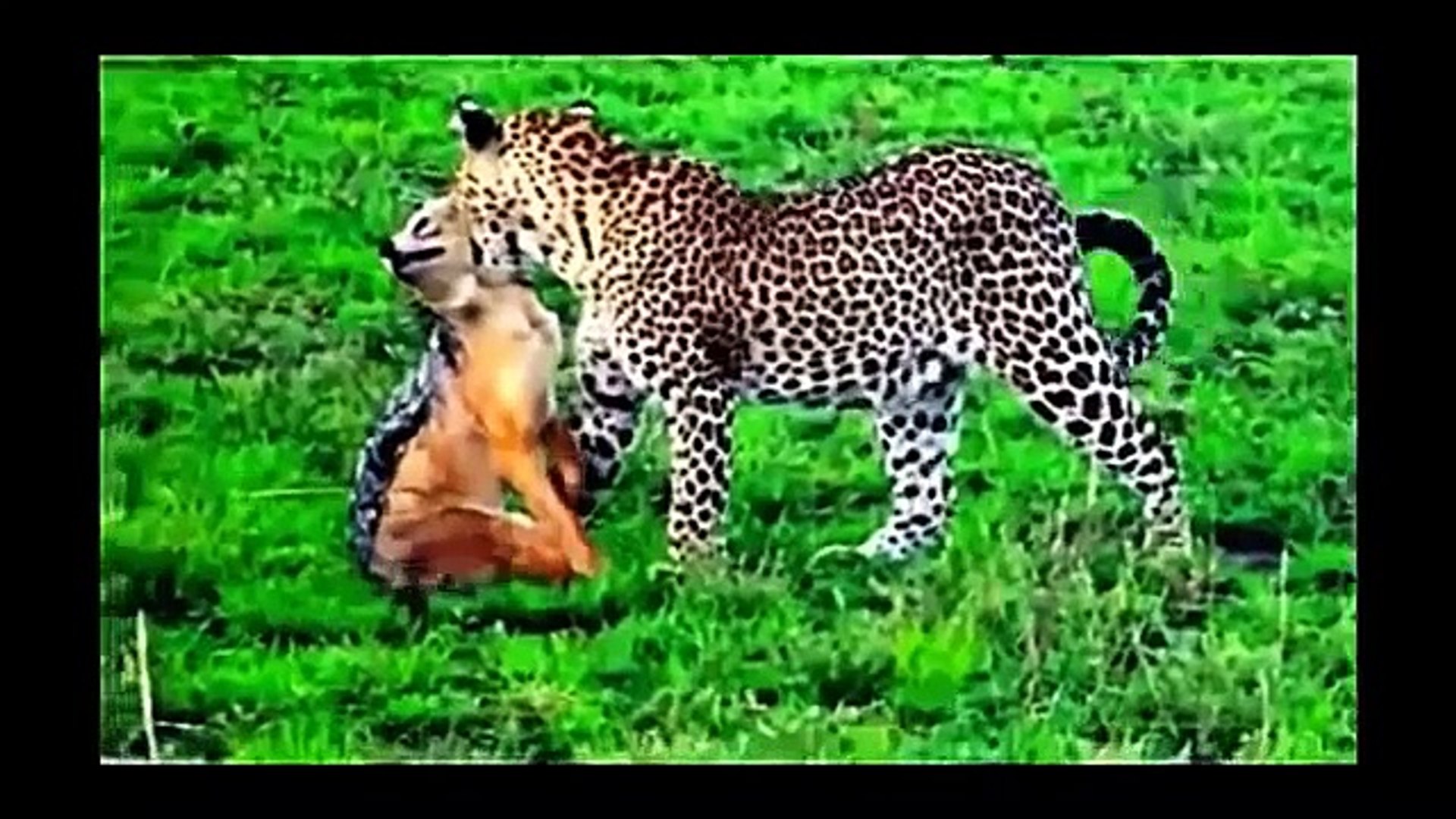 ⁣Animal Planet | Discovery Channel | Wild Life Animals Documentary 2015 | National Geographic p2