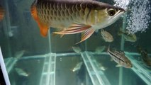 135 gallon fish tank aquarium update - rtg arowana, peacock bass, flagtail 2-21-12