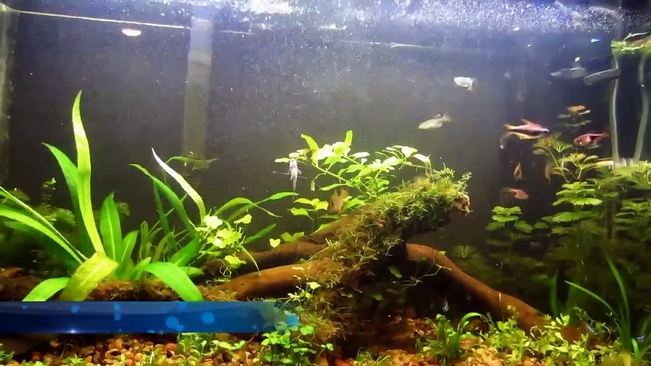 Planted Dirt Tank - Timelapse Video