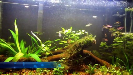 Planted Dirt Tank - Timelapse Video