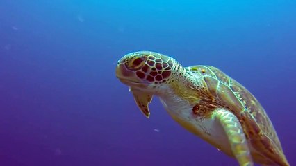 Tartaruga comendo água viva