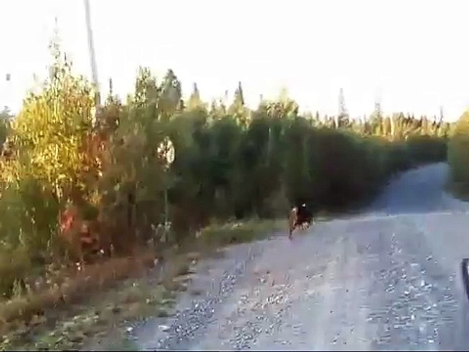 Rottweiler qui court à 50 km & Burzum