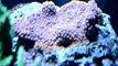 Mixed Reef Tank | 75 Gallon | SPS Dominated | LiveCoralReef