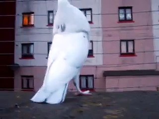 Gaditano x Horsemen Hen