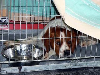 Brittanys (Epagneul Breton) at Euro Dog Show 2007