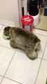 Puppy wags her tail while eating!  Good advertisement for Purina Dog Food.