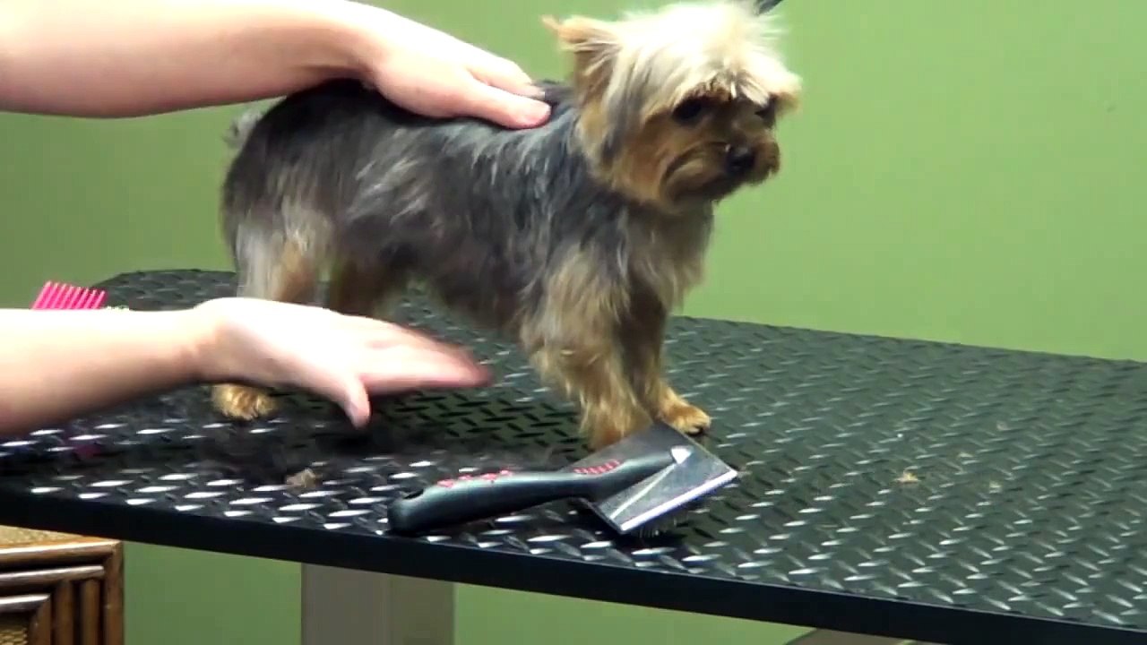 How to Groom A Yorkshire Terrier "Yorkie" (Puppy Cut)