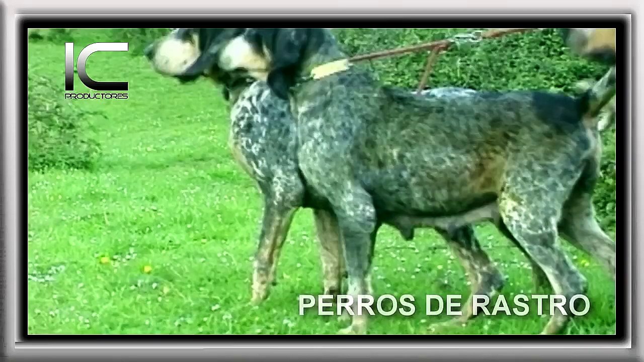 Perros de rastro película Fragmento del documental