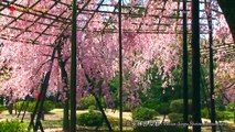 京都 平安神宮の桜 The Cherry blossoms of Heian-Jingu shrine in Kyoto Japan 美しい日本の風景