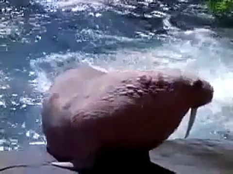 Animal Face Off - Polar Bear vs Walrus