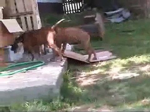 American Staffordshire Terrier Iron Amstaff