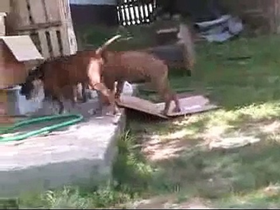 American Staffordshire Terrier Iron Amstaff