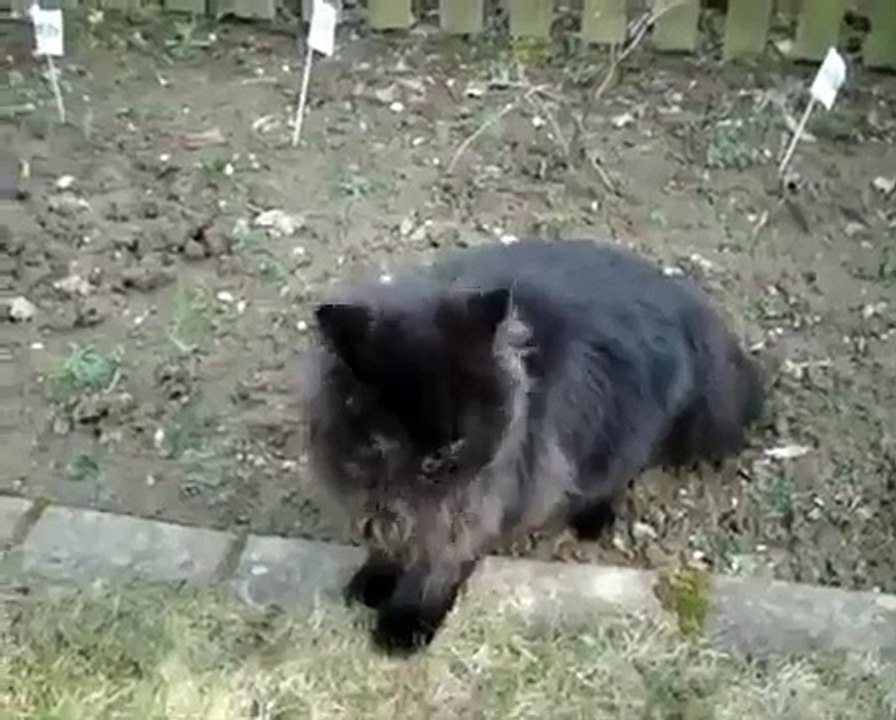 Rhythmische Katzen