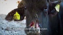 Buffelboerderijen, het kan ook anders