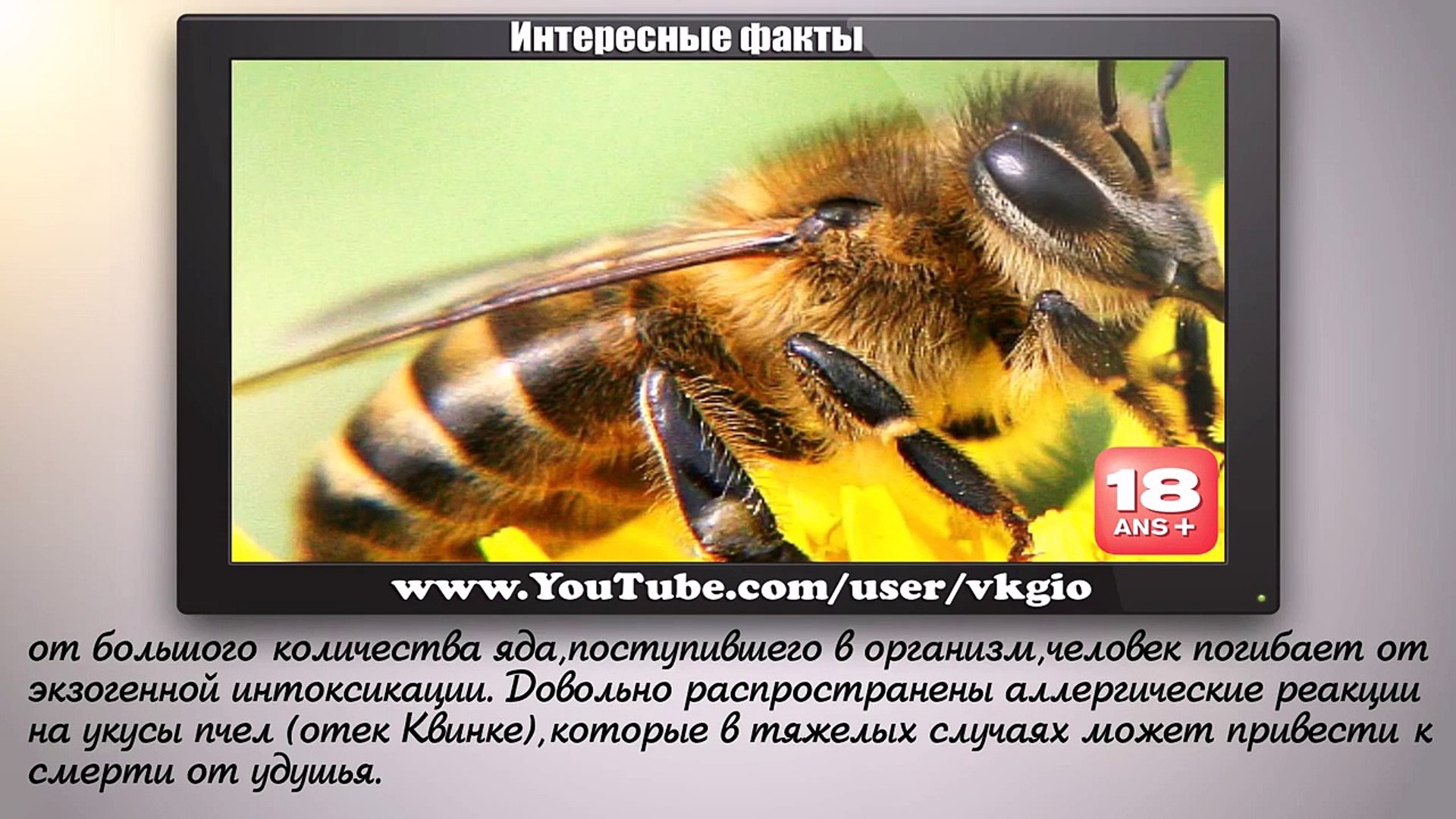 ⁣Самые опасные животные для человека - Интересные факты