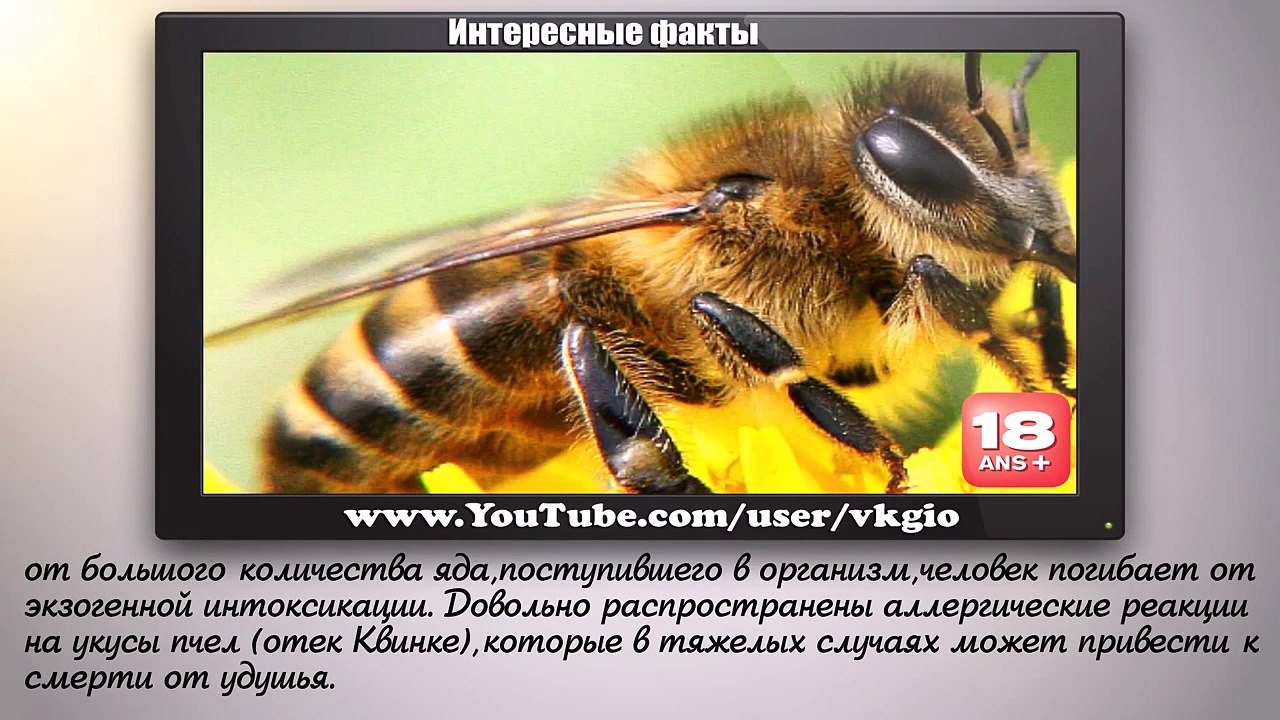 Самые опасные животные для человека - Интересные факты