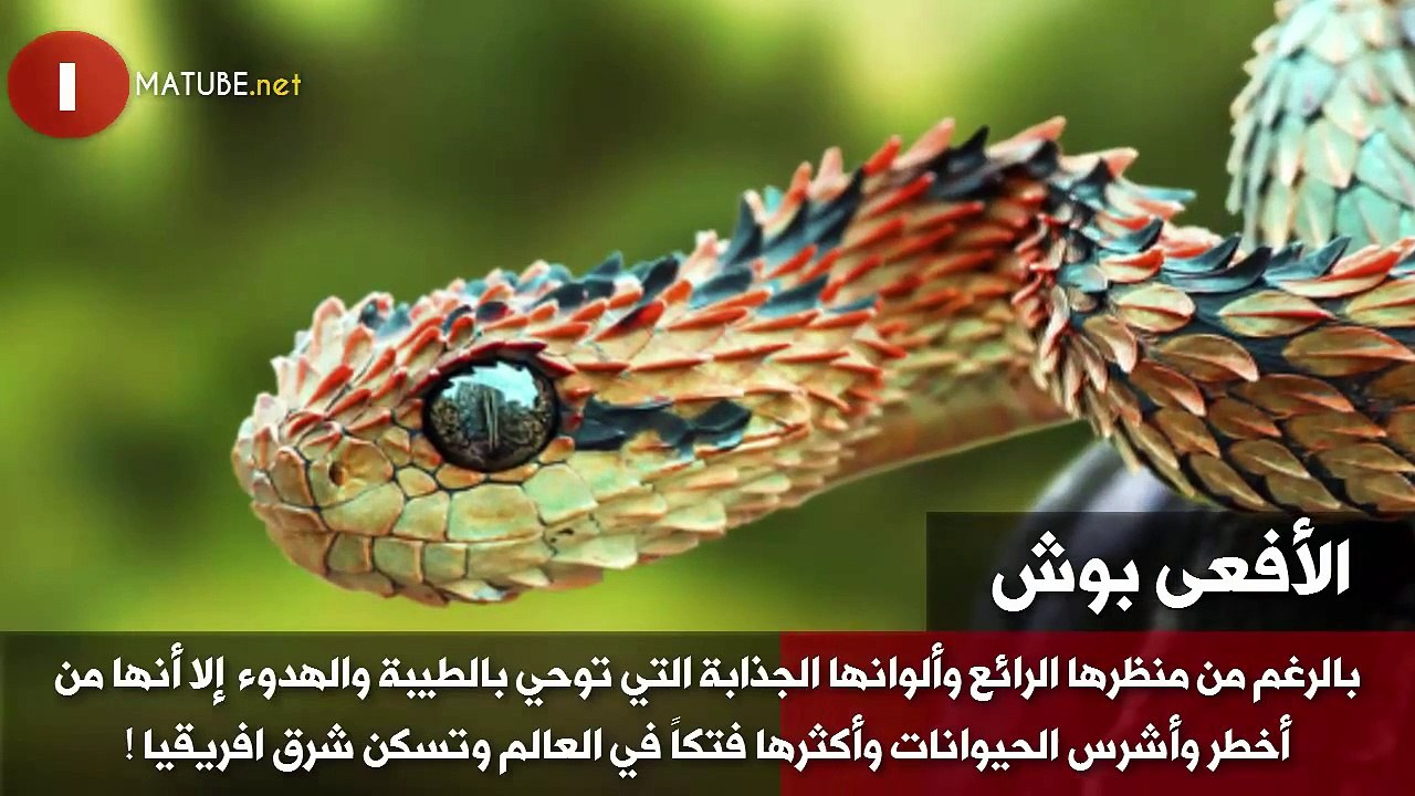 10 من أخطر وأشرس الحيوانات على سطح الأرض