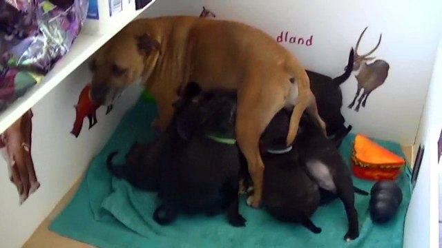 93ème vidéo La tétée avec les chiots Staffie de la 20ème portée de Staffordland