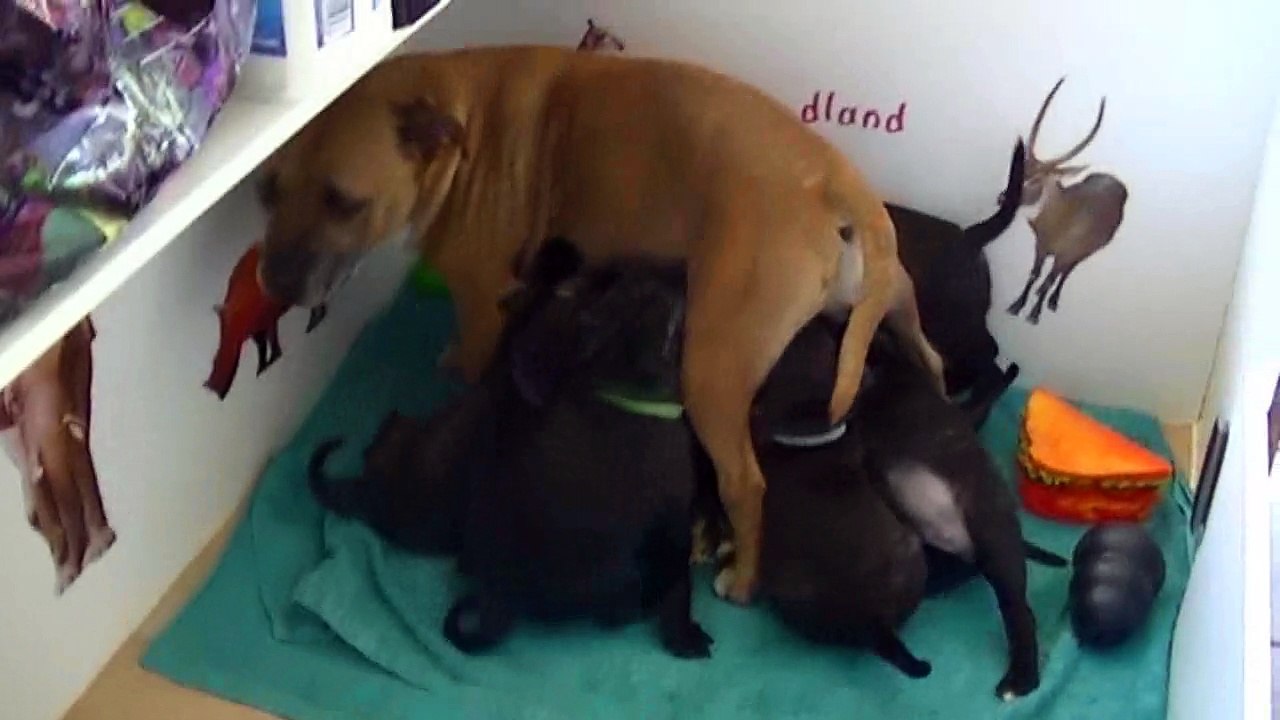 93ème vidéo La tétée avec les chiots Staffie de la 20ème portée de Staffordland