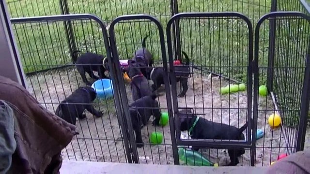 94ème vidéo Le parc de l'extérieur avec les chiots Staffie de la 20ème portée de Staffordland