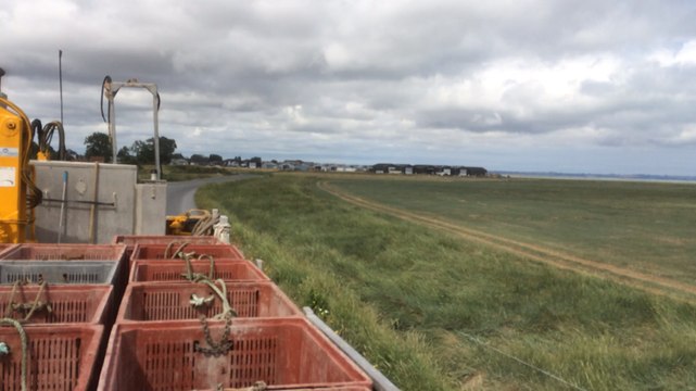 Premières moules AOP pêchées en baie du Mont Saint-Michel.