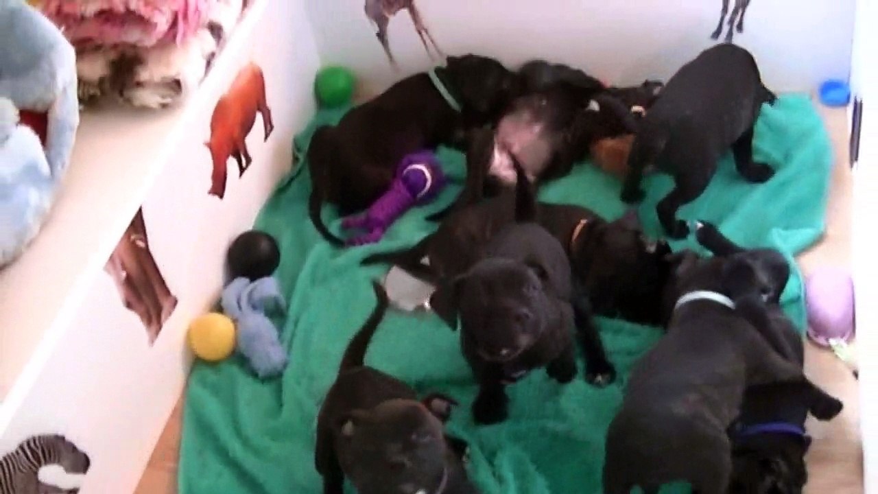 96ème vidéo Les chiots Staffie de la 20ème portée de Staffordland