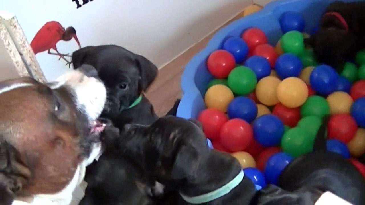 97ème vidéo Le bac à boules avec les chiots Staffie de la 20ème portée de Staffordland