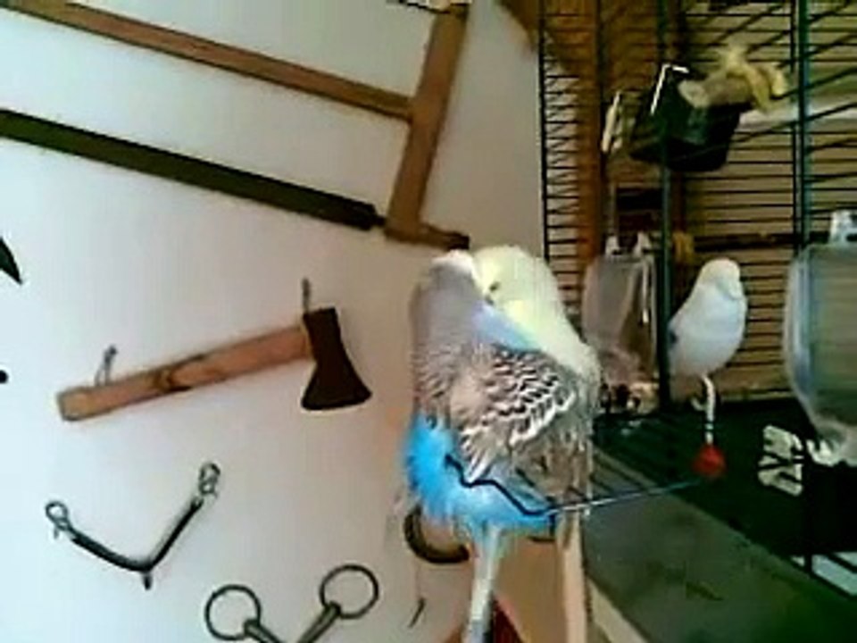 Fickende Vögel