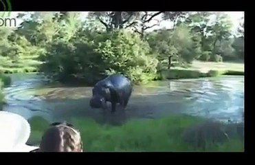 FUNNY ANIMAL ATTACK , Animals Attacking Humans Compilation 2015