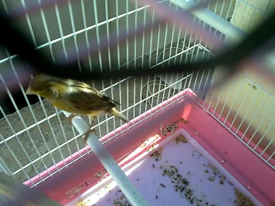 تغريد كناري ليبي