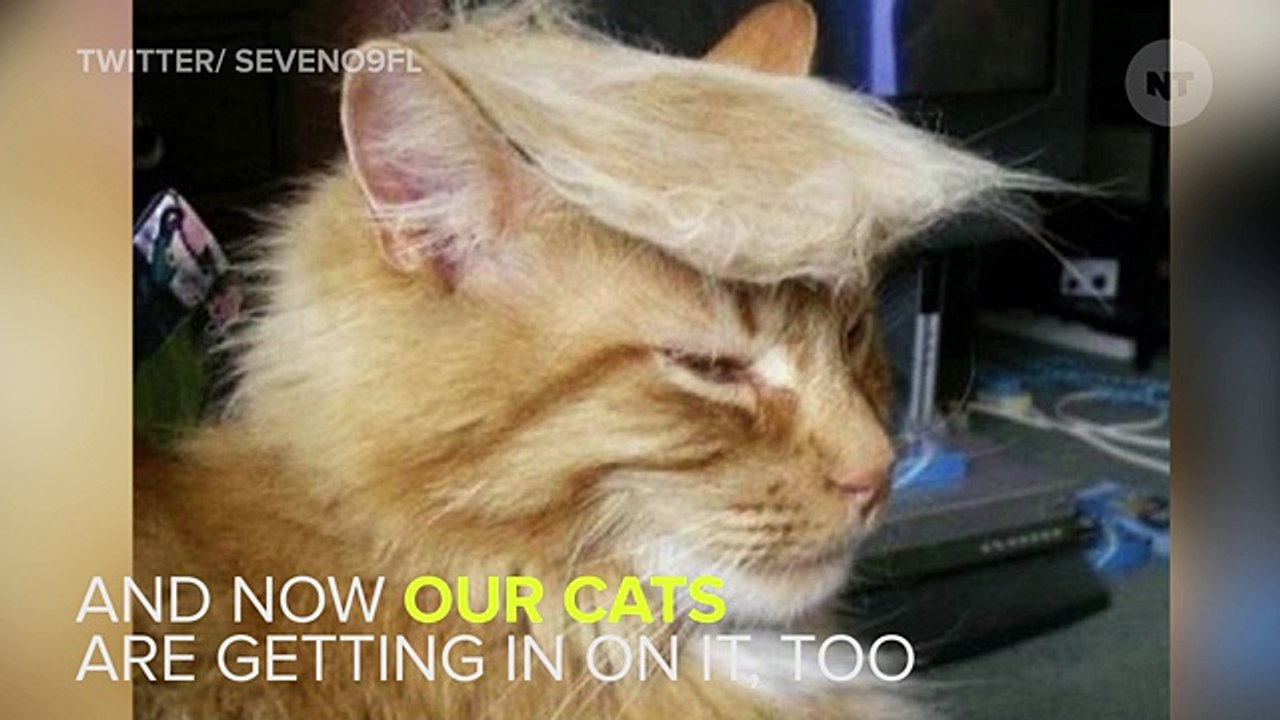 Even Cats Are Making Fun Of Donald Trump These Days