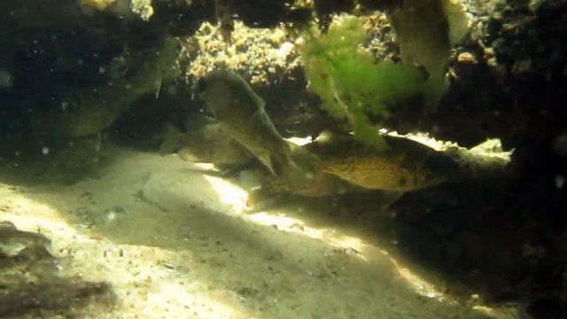 Snorkeling Big Sable River in Ludington State Park