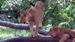 The Bronx Zoo | Cute Lion Cubs Playing | August 7th, 2014