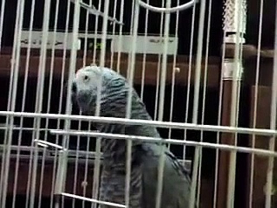Parrot talking in Kurdish