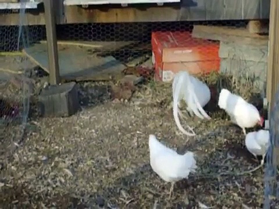 White Leghorn Bantams