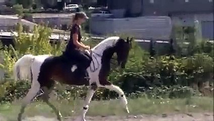 2007 16.1hh Bay and White Pinto Saddlebred Mare