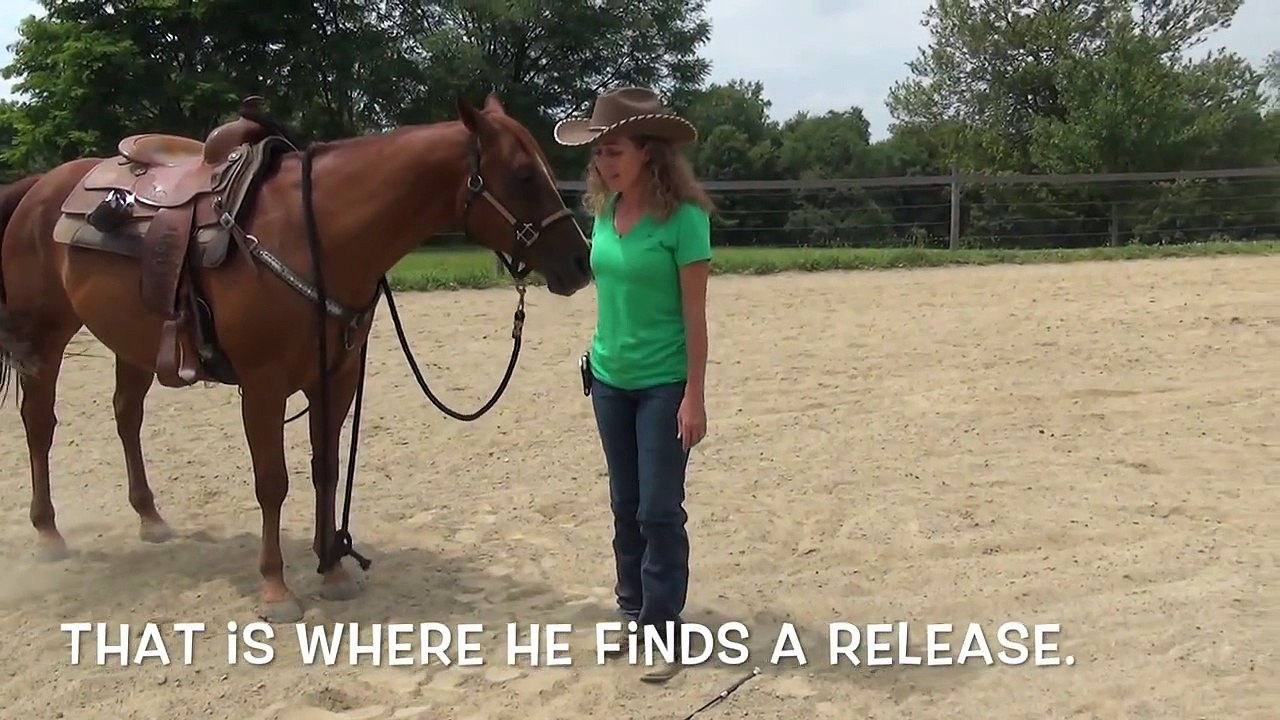 So close to teaching your horse to bow; tips for progressing.