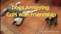 Dogs Annoying Cats with Their Friendship - Huffington Post