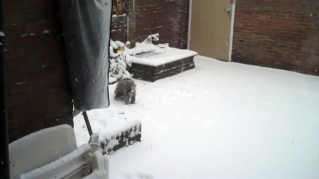 onze hond lekker aan het spelen in de sneeuw 2010