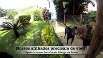 Abrigo da Serra -- Abrigo para Cães e Gatos -- Teresópolis -- Rio de Janeiro.