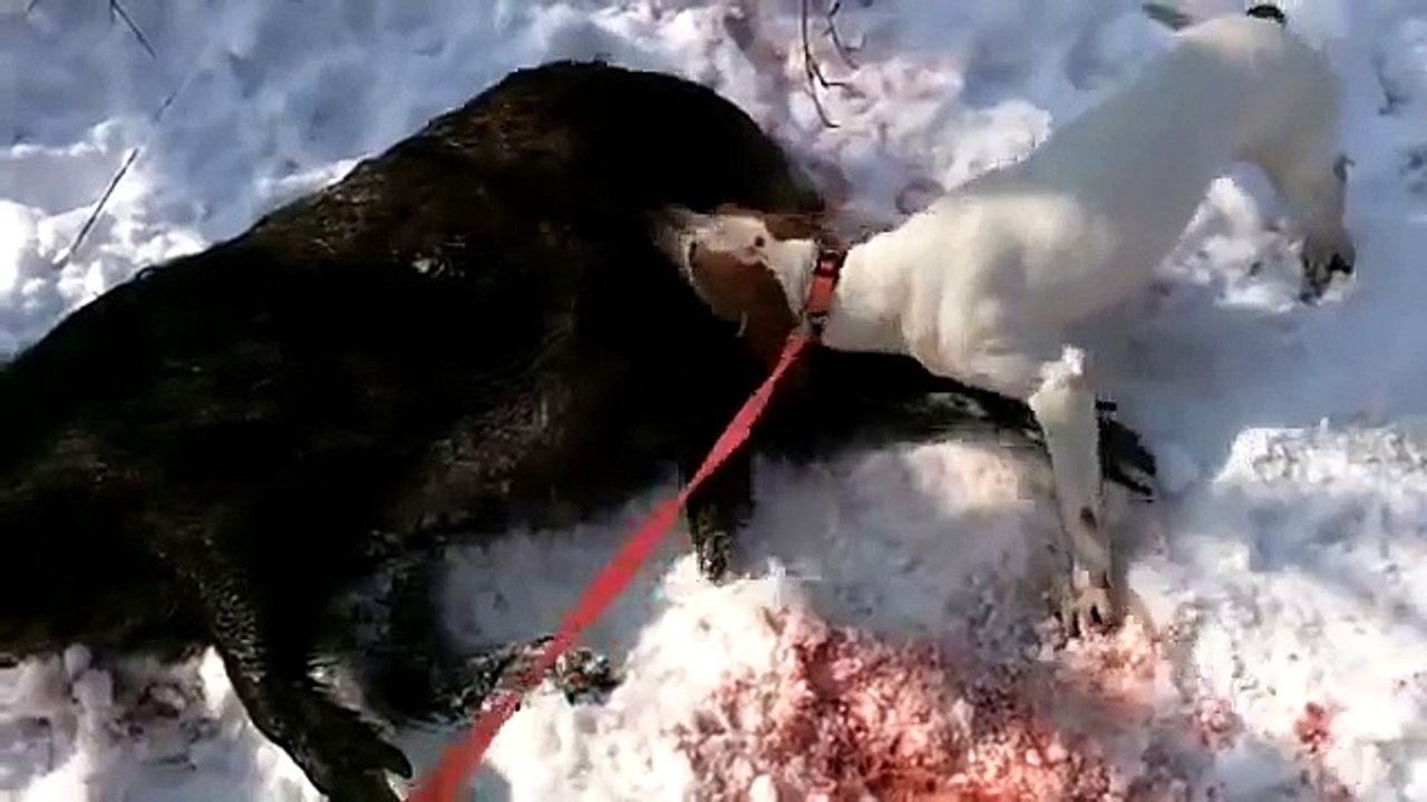 Pedja Lika Lov - Lov divlje svinje