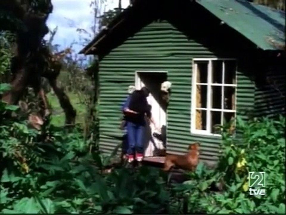 Gorilas en la Niebla - Las Imágenes Perdidas de Dian Fossey - Documental Completo