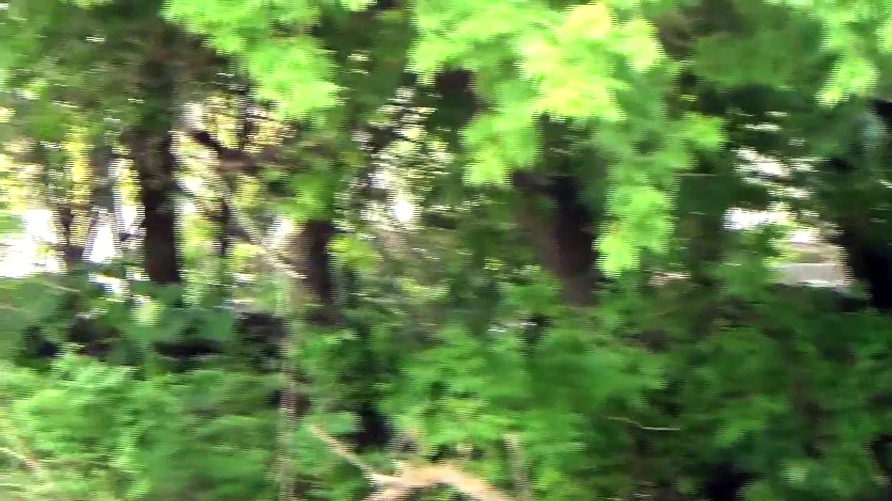 Sirius - Wildlife Detection Dog Candidate Evaluation