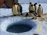 Crittercam: Emperor Penguins Feeding