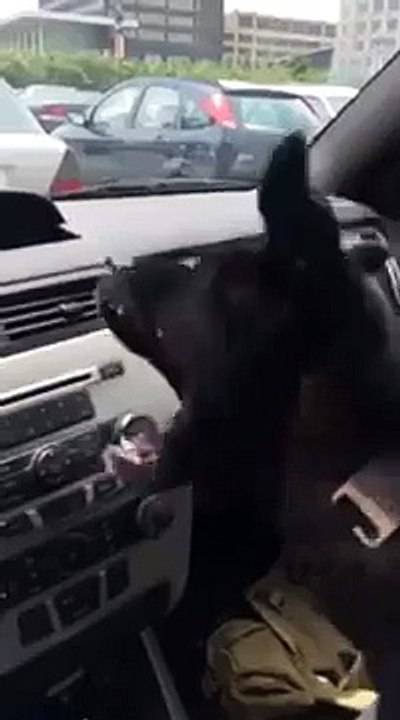 Un chien decouvre la climatisation dans une voiture