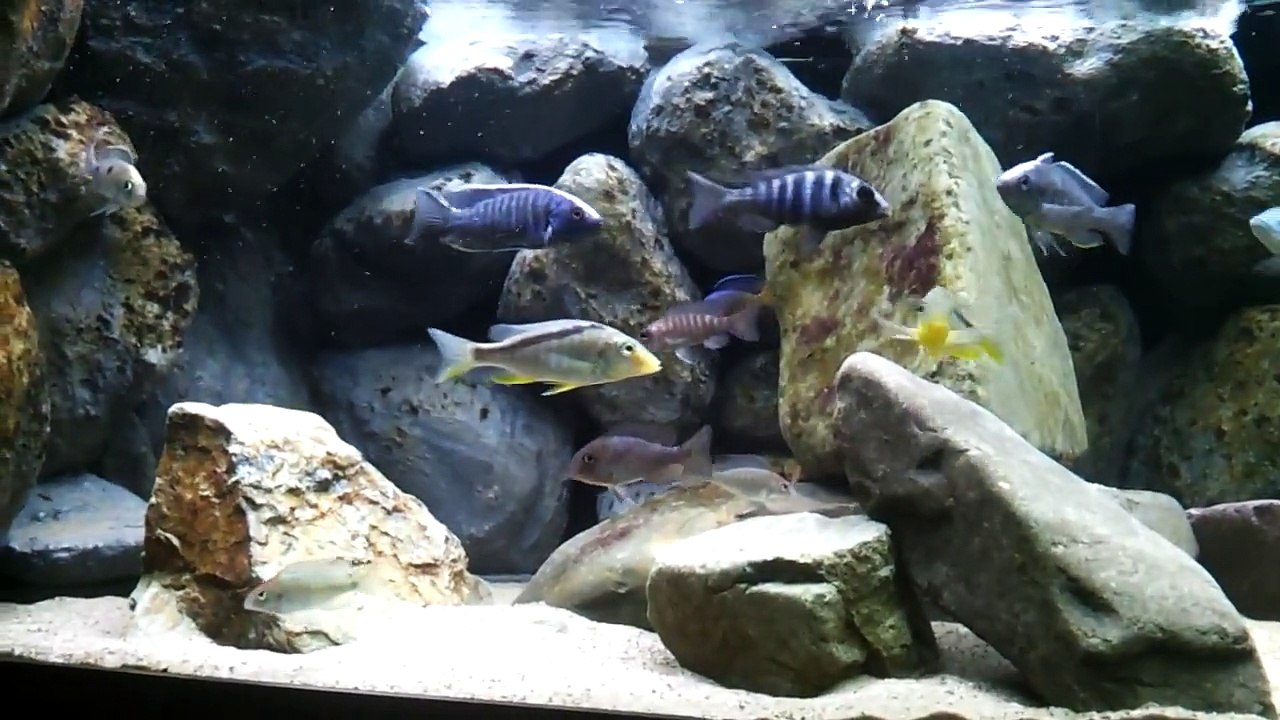 175 Gallon Malawi tank